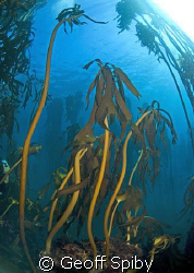 beautiful kelp-Ecklonia maxima
Cape Peninsula, Cape Town by Geoff Spiby 